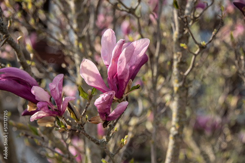 a magnolia flower with pink and purple petals