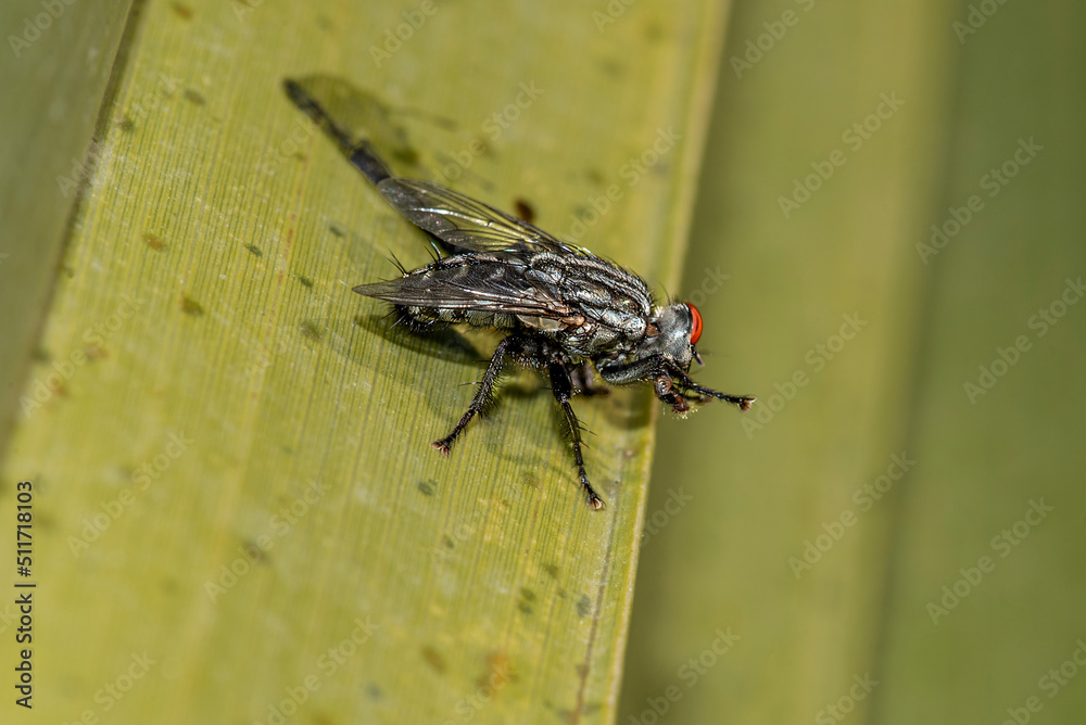 The fly is the common name of arthropods from the insect order called biplanes or biplanes. The fly is the common name of arthropods from the insect order called biplanes or biplanes.
