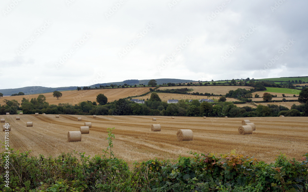 Landscapes of Ireland.Harvesting in the well-groomed rural expanses of Ireland.