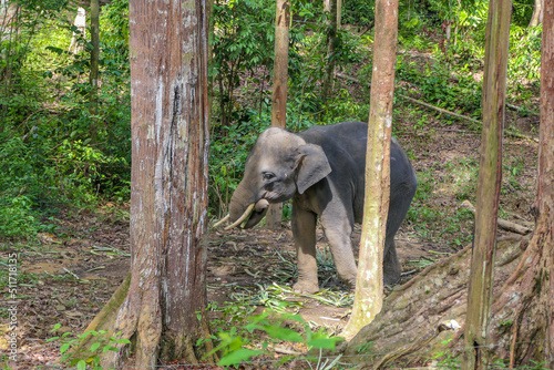 elephant at the forest