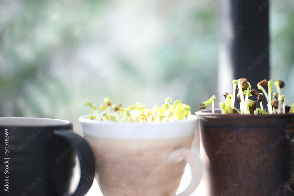 Microgreen water spinach and Kaiware growing Microgreen water spinach and Kaiware growing