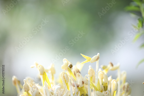 mung bean sprouts macro closeup photo