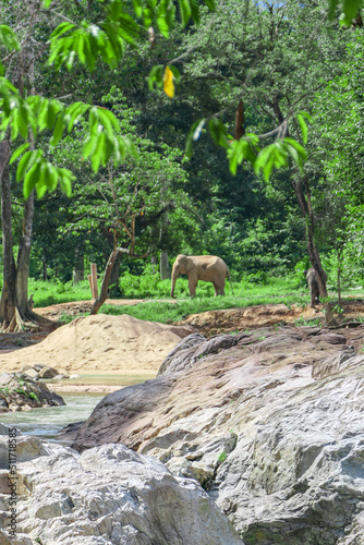 elephant at the forest