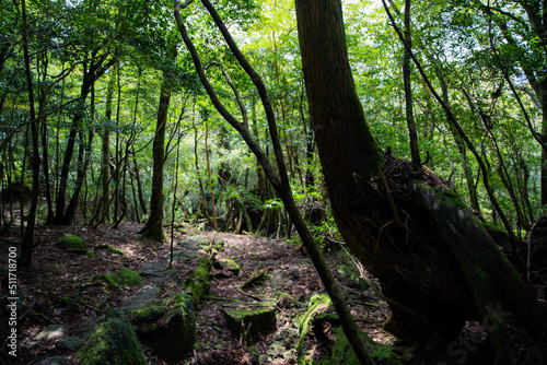 forest in the morning © Ryoji