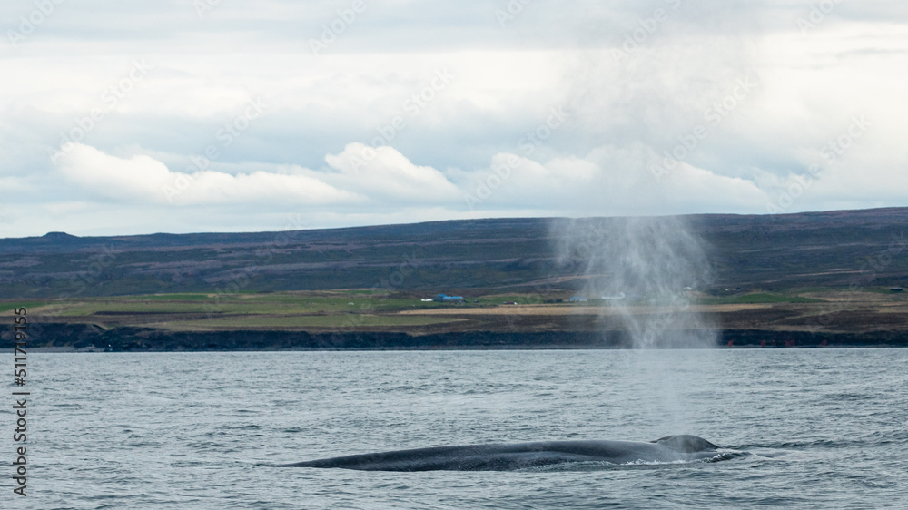 Blue whale, the biggest animal on the planet, blowing at the surface in Northern Iceland, feeding ground Blue whale, the biggest animal on the planet, blowing at the surface in Northern Iceland, feeding ground