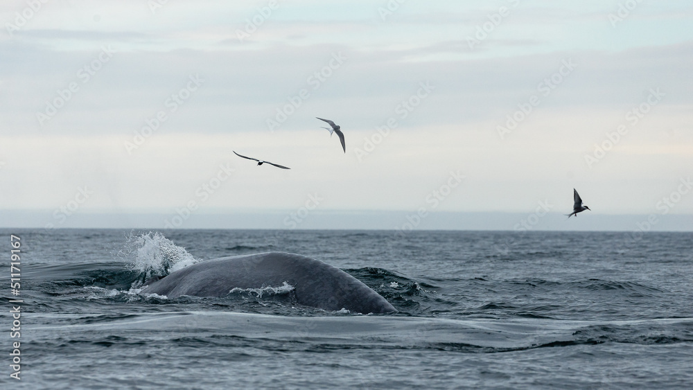 Fototapeta premium Blue whale, the biggest animal on the planet, blowing at the surface in Northern Iceland, feeding ground