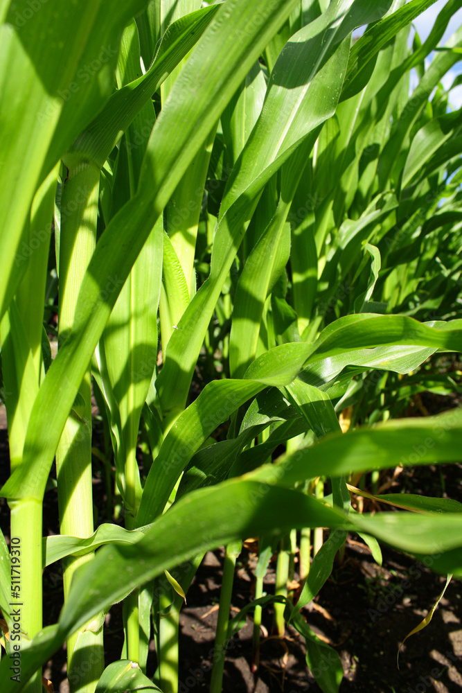 Obraz premium green leaves background.corn field on the farm. green leaves of corn in the garden. harvest ripening.
