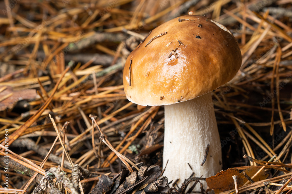 White mushroom king Boletus Boletus. Large white mushrooms in nature. Mushroom picking season. White mushroom king Boletus Boletus. Large white mushrooms in nature. Mushroom picking season.