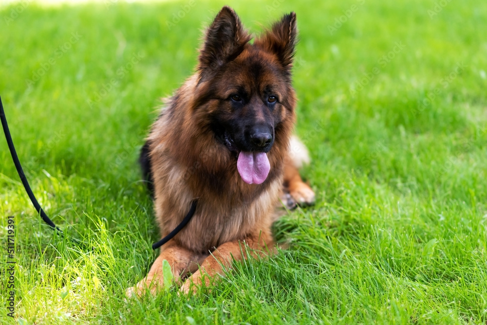 Beautiful German Shepherd on the grass, on a green background.