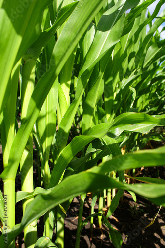 green leaves background.corn field on the farm. green leaves of corn in the garden. harvest ripening.