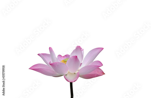 Lotus, pink petals, blooming on a white background, natural beautiful