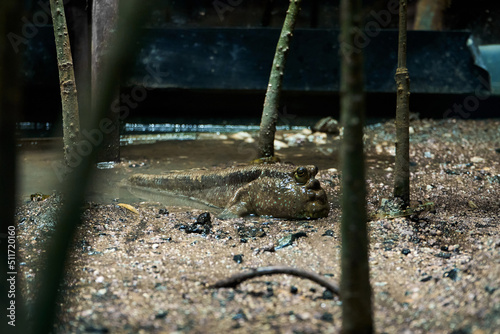 mudskipper fish hiding in mud swamp close up photo