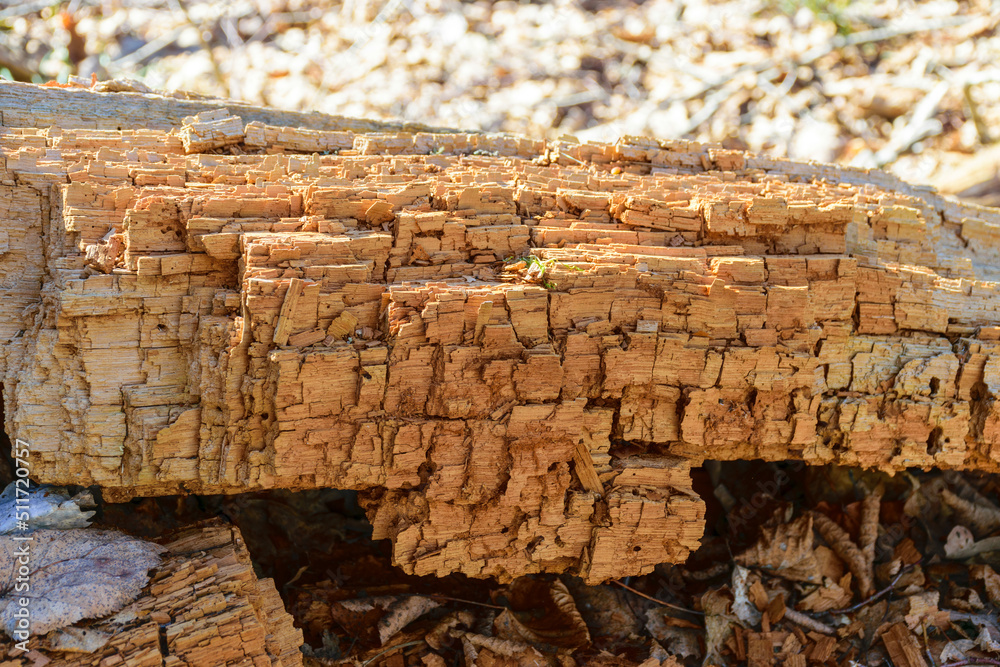 Fototapeta premium rotten old wood, wood texture, suitable for background