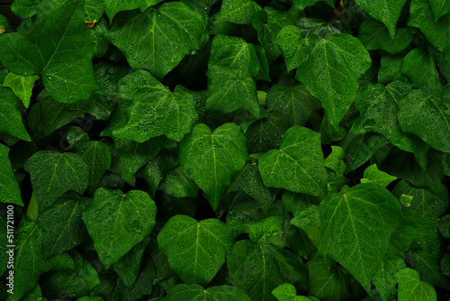 雨に濡れた新緑葉の背景素材