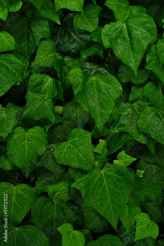 雨に濡れた新緑葉の背景素材 © planas