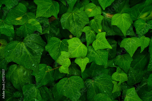 雨に濡れた新緑葉の背景素材 © planas
