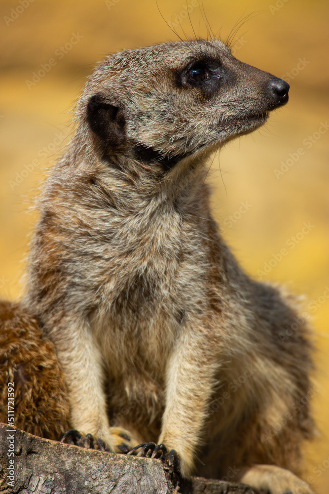 Fototapeta premium Suricate