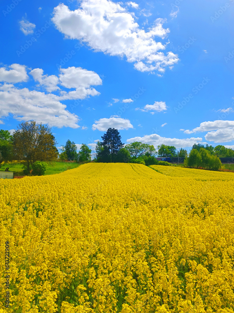 Rapeseed, canola or colza field in Stasin, Poland, rape seed is plant for green energy and oil industry, springtime golden flowering field