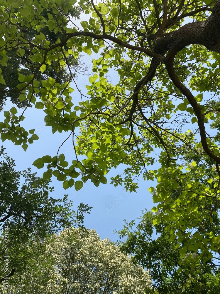 Obraz premium branches