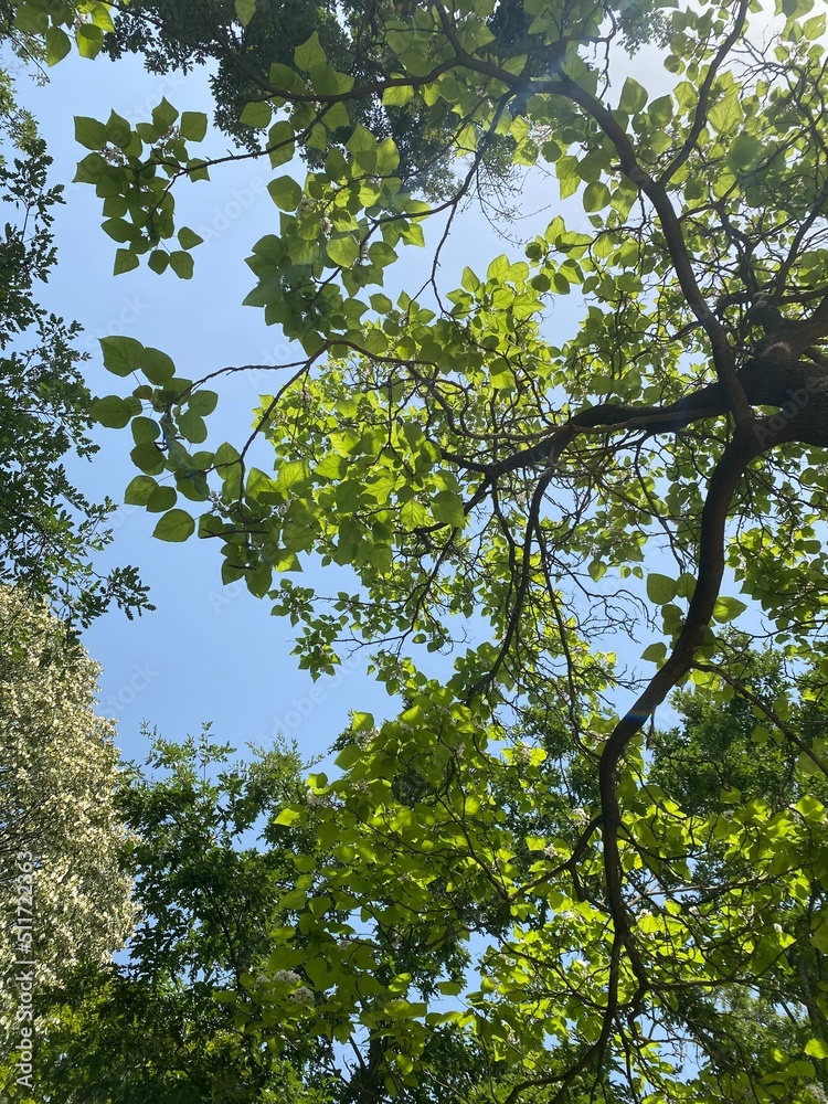 Obraz premium green leaves against sky