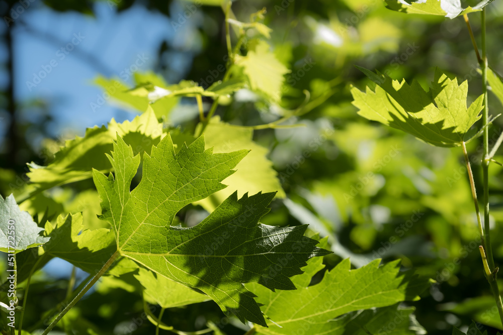 young vine shoots and leaves young vine shoots and leaves