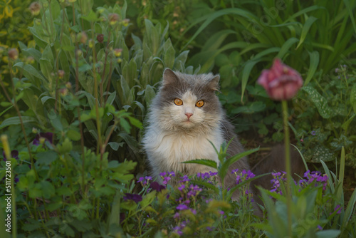 Portrait of happy young cat on nature. Gray fluffy cat is sitting in the garden. Long hair cat modeling photo on summer day photo