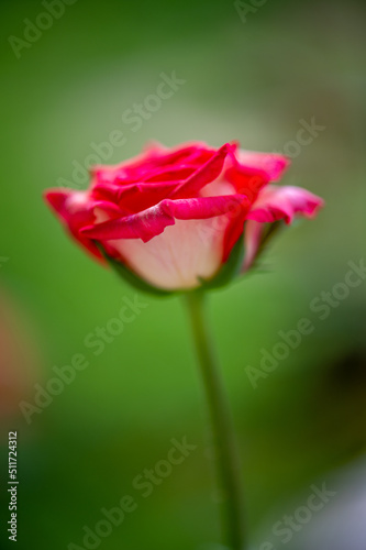 Laminuette minuette   Red and white  red edges. Flowers with heart-shaped  ivory-white petals  tipped red