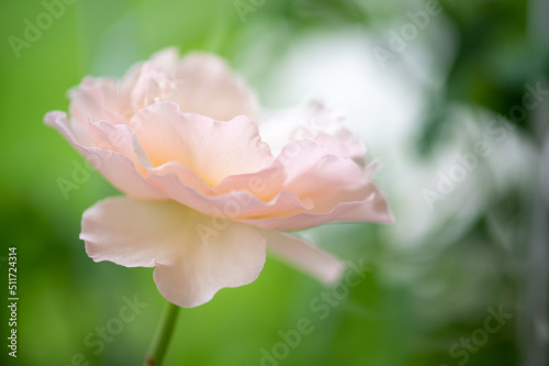 sharifa asma rose , A lovely rose with delicate blush pink ,cluster-flowered blooming photo