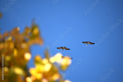 Geese in Sky 