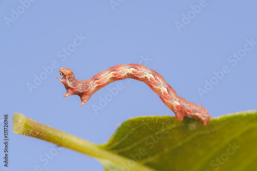Raupe Mimikri