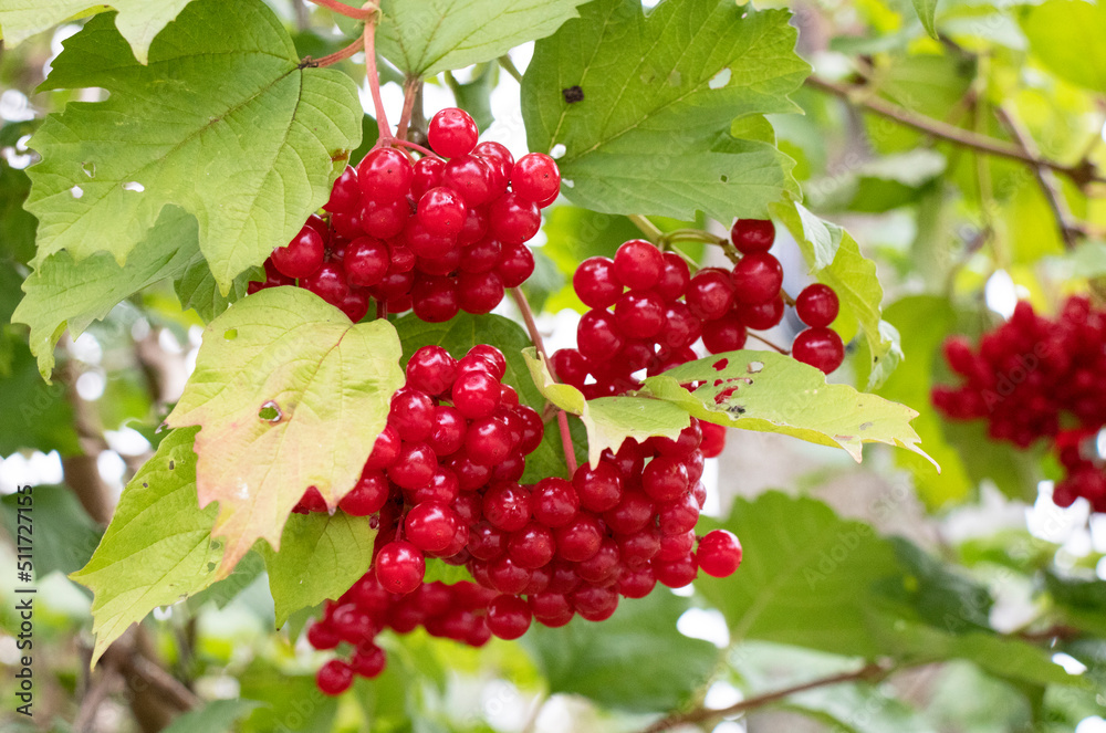 berries of red viburnum in autumn in the garden berries of red viburnum in autumn in the garden
