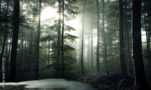 Fototapeta Naklejka Na Ścianę i Meble -  Morning in forest withn tall tress and pond