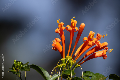 Vibrant orange flowers of  flamevine or orange trumpet vine, Pyrostegia venusta on summer. photo