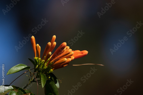 Vibrant orange flowers of  flamevine or orange trumpet vine, Pyrostegia venusta on summer. photo