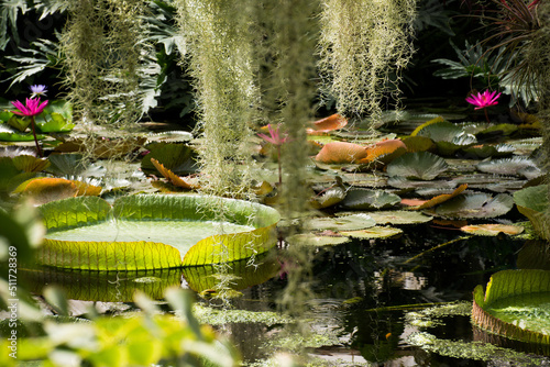 Fototapeta Naklejka Na Ścianę i Meble -  water lily in the garden