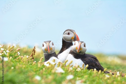 atlantic puffin sitting on a grass