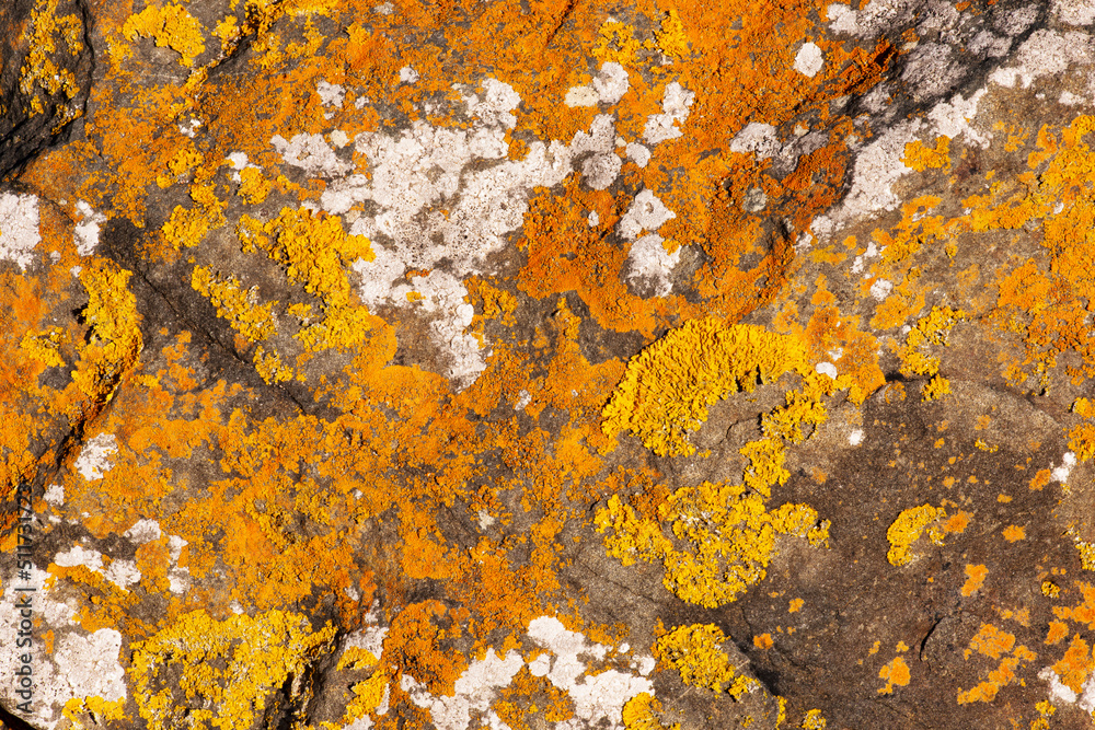 rock on the beach with lichen - obrazy, fototapety, plakaty 