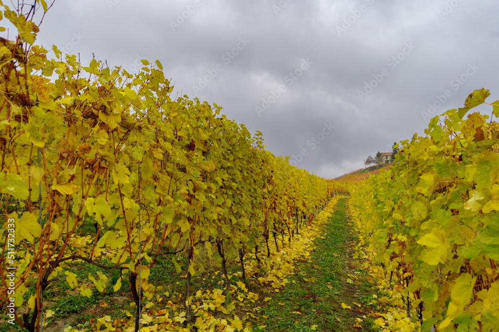 Autumnal landscape of vines and hills in Langhe in rainy day, Piedmont region, Northern Italy