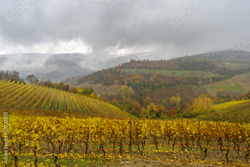 Autumnal landscape of vines and hills in Langhe in rainy day  Piedmont region  Northern Italy