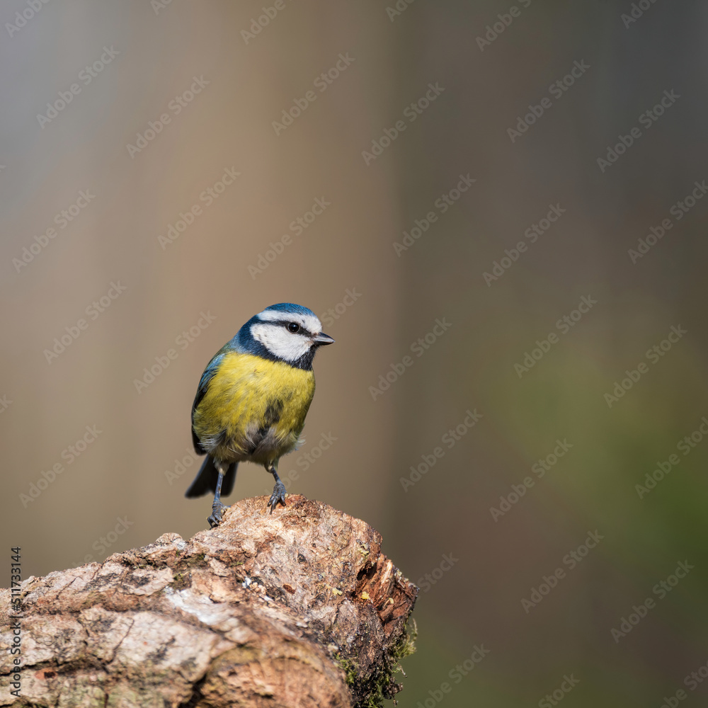 Gorgeous Spring landscape image of Blue Tit Cyanistes Caeruleus bird in forest perched on tree branch