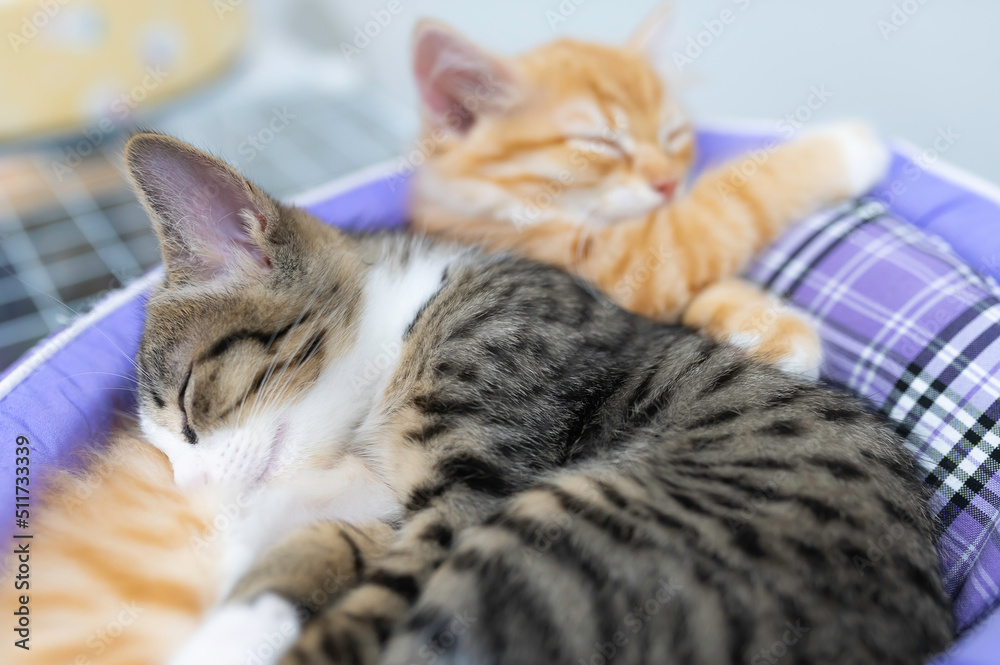 Cute kitten sleeping,Pet love concept