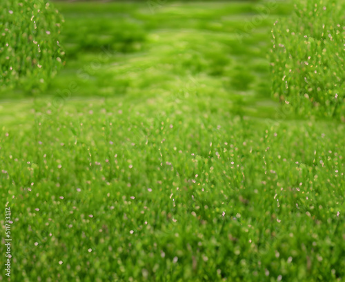 Abstract Blur Bokeh Lawn Nature Greens Plants Backgrounds Suitable For Graphic Design Gardening Home Decor Agriculture Relaxing Nature Fill Text