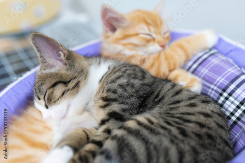 Cute kitten sleeping,Pet love concept