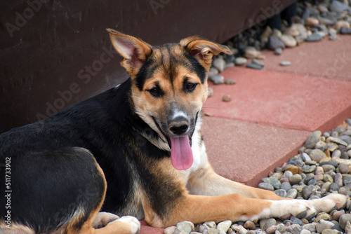 Shepherd Dog Floppy Ears 
