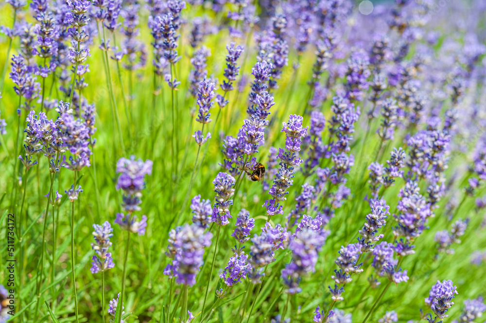 field of lavender