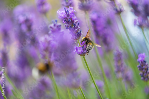 bee on lavender flower