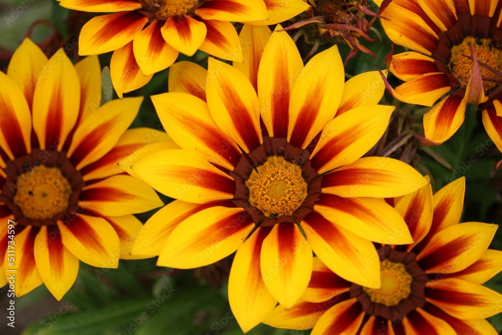Gazania Gazania