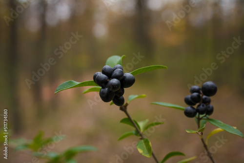Buckthorn, Frangula rhamnus bush branches with ripe black berries on blurry forest background