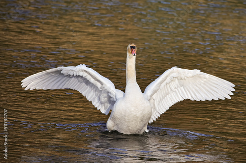 Fototapeta Naklejka Na Ścianę i Meble -  swan on the water
