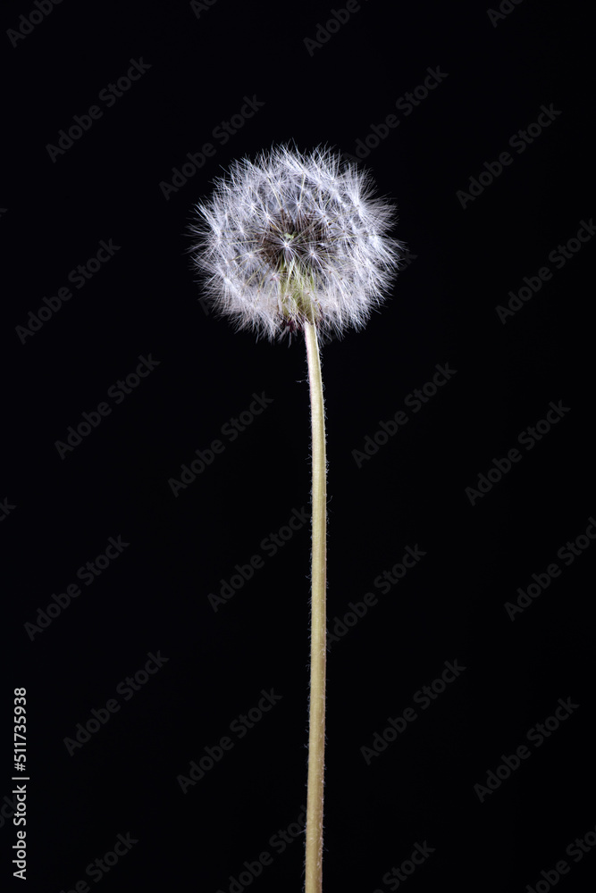 Fototapeta premium Beautiful dandelion flower balls on a black background